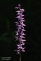 Orchis_mascula_subsp_signifera_06